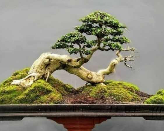 Bonsai Serut