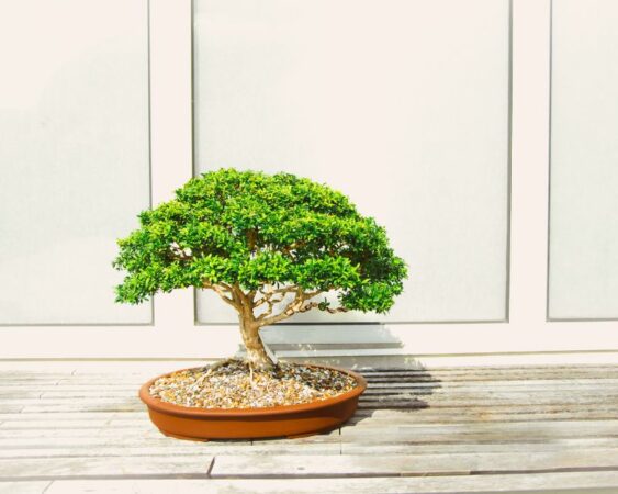 Bonsai beringin