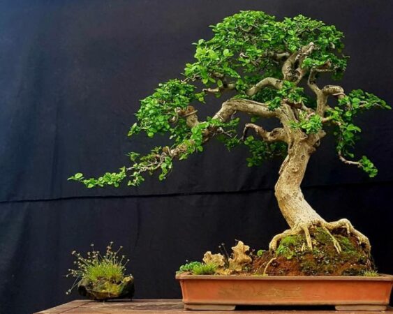 Bonsai sancang