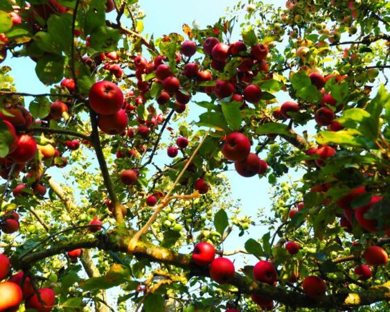 Cara merawat pohon apel