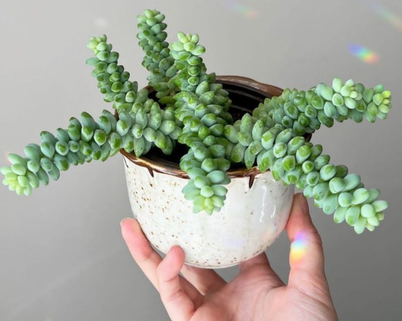 Tanaman Hias Daun Kecil dan Perawatannya - Berkebun